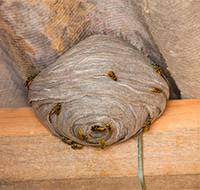 Et hvepsebo kan indeholde tusindvis af hvepse